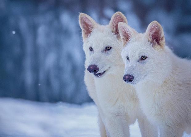 This undated photo provided by Colossal Biosciences shows Romulus and Remus, both 3-months old and genetically engineered with similarities to the extinct dire wolf