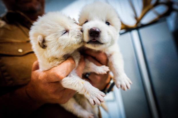 This undated photo provided by Colossal Biosciences shows two pups that were genetically engineered with similarities to the extinct dire wolf.