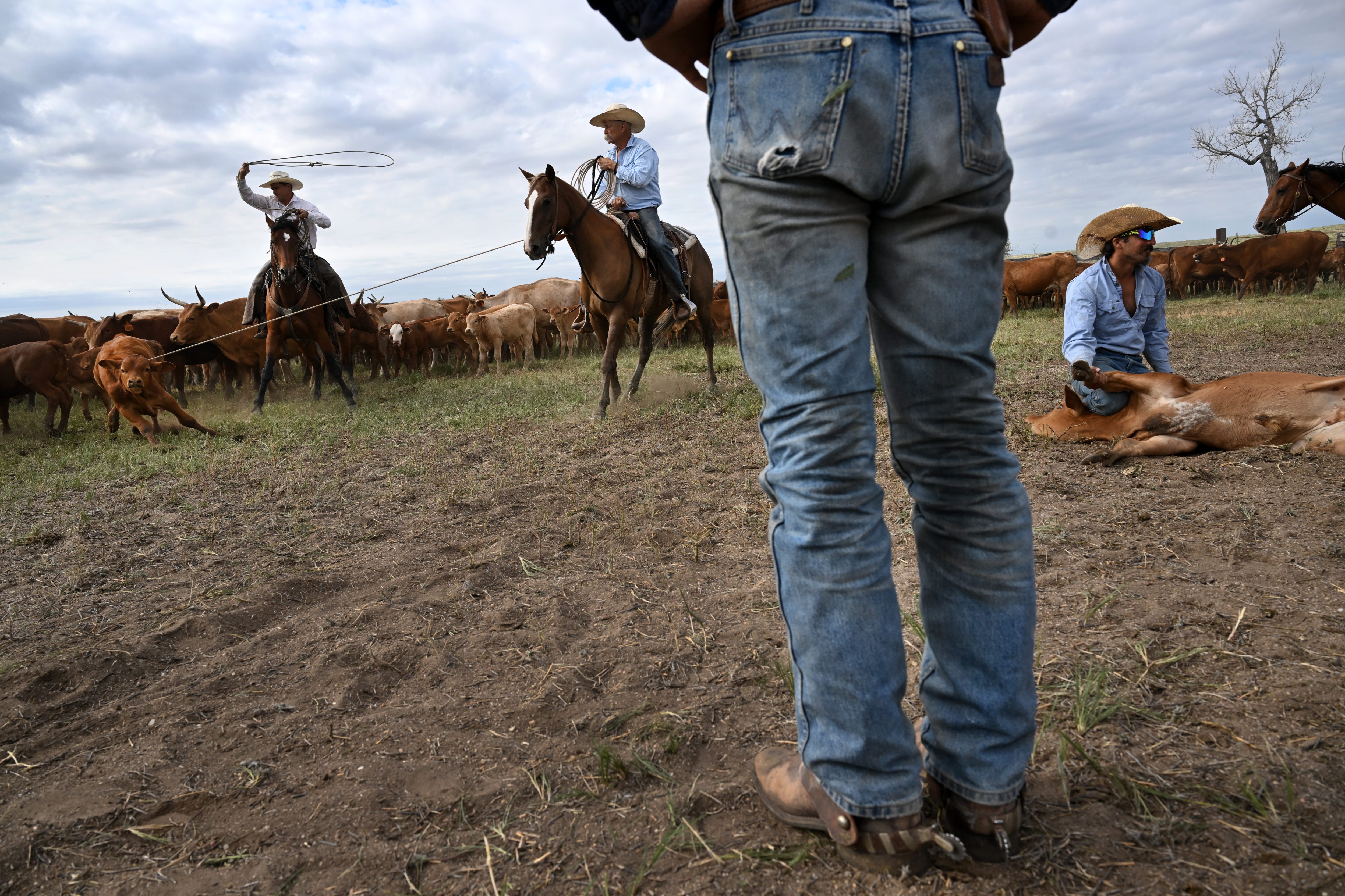 Ranchers Michael Lacey, left, and Duke Phillips III rope a calf as they take part in final branding at Chico Basin Ranch on June 26, 2024. At right is cowboy Mike Giordano. (Photo by Helen H. Richardson/The Denver Post)