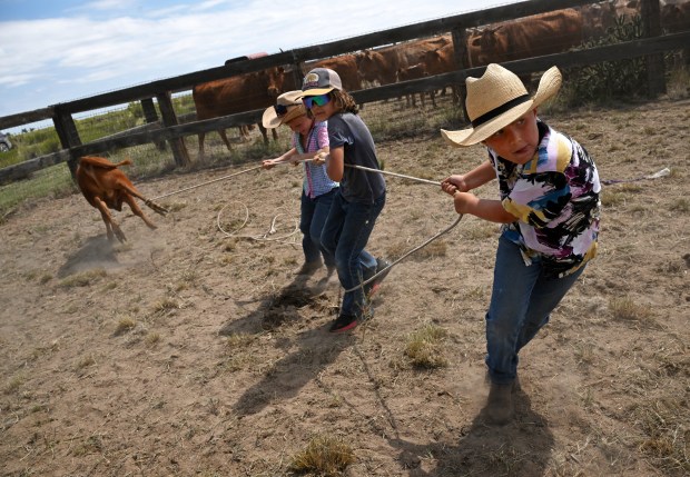 Woods Leach, 10, right, Shilo Woodcock, 10 and Hayes Leach, 8, try to pull in a calf to get it on the ground as the youngsters practice roping while taking part in the final branding at Chico Basin Ranch on June 29, 2024. (Photo by Helen H. Richardson/The Denver Post)