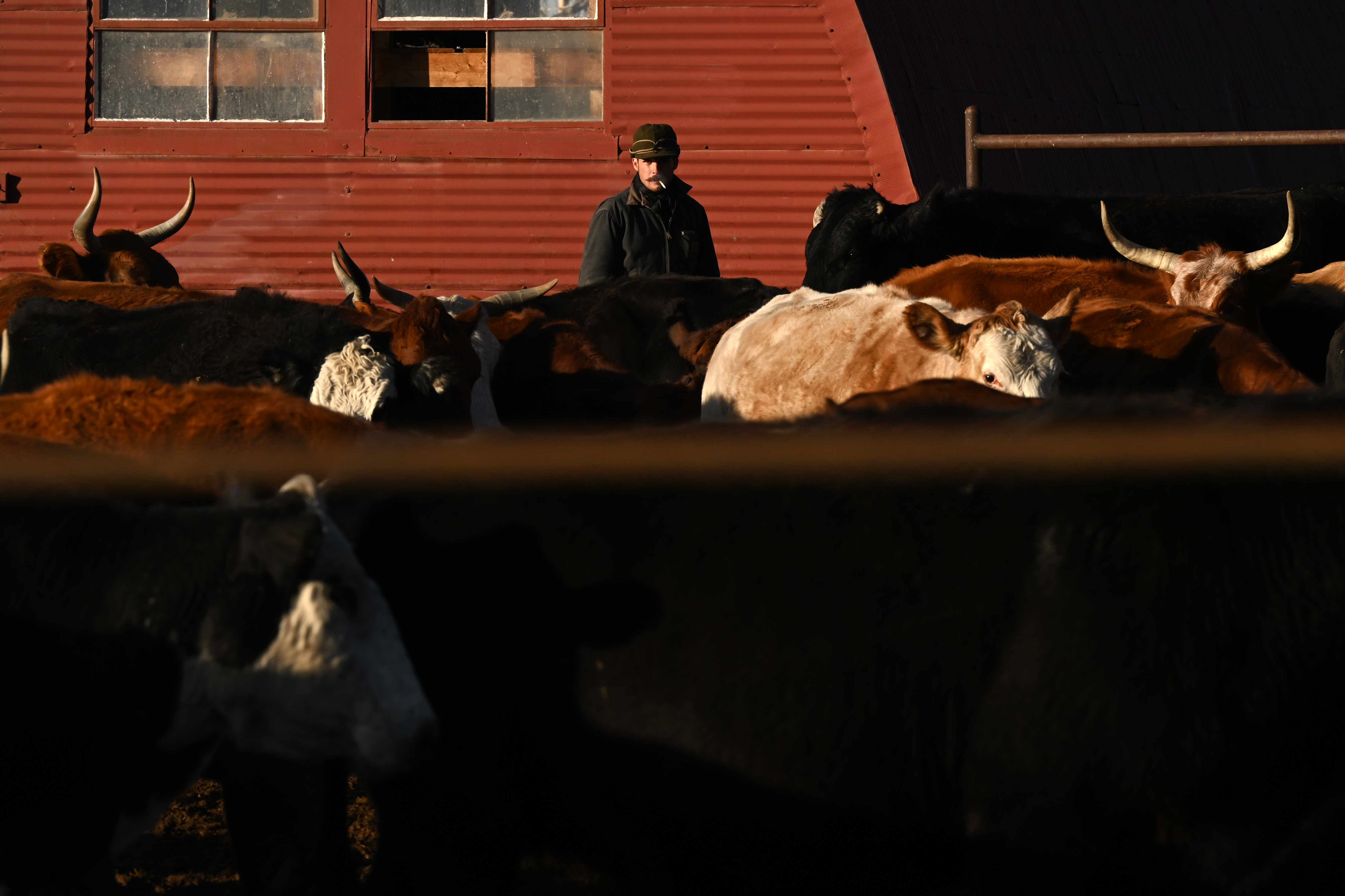 Apprentice Tyler Johnston tries to keep warm against the frigid wind while he helps corral cattle to get them boarded onto awaiting semi-trucks at Chico Basin Ranch on Dec. 16, 2024. As the final days on the ranch approached, apprentices and ranch hands were working hard to figure out which cows needed to be sold as the family, all their belongings and 1,800 head of cattle readied to be off the land by year's end. (Photo by Helen H. Richardson/The Denver Post).