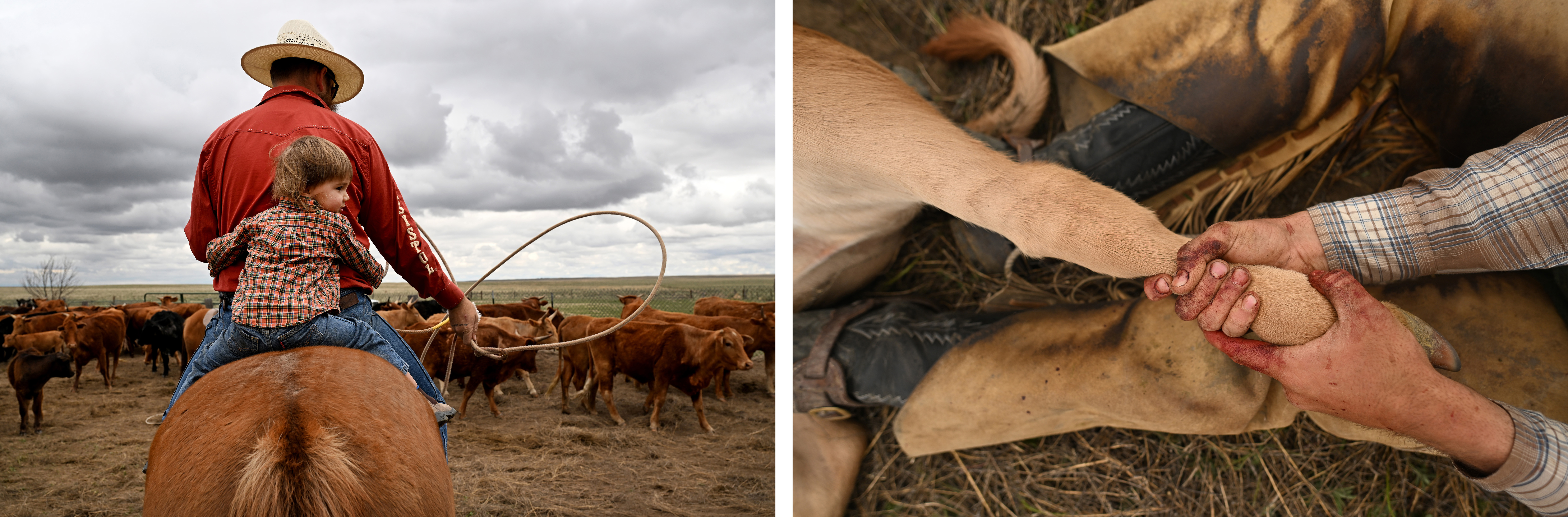 LEFT: Duke Phillips IV readies to rope calves as his young son Duke V hangs on in the back during a branding at Chico Basin Ranch near Hanover, Colorado on May 10, 2024. RIGHT: With blood on his hands from castrating calves, apprentice Dylan Taylor, holds the leg of a calf while it is branded during an early season branding at Chico Basin Ranch near Hanover, Colorado on May 10, 2024. (Photos by Helen H. Richardson/The Denver Post)
