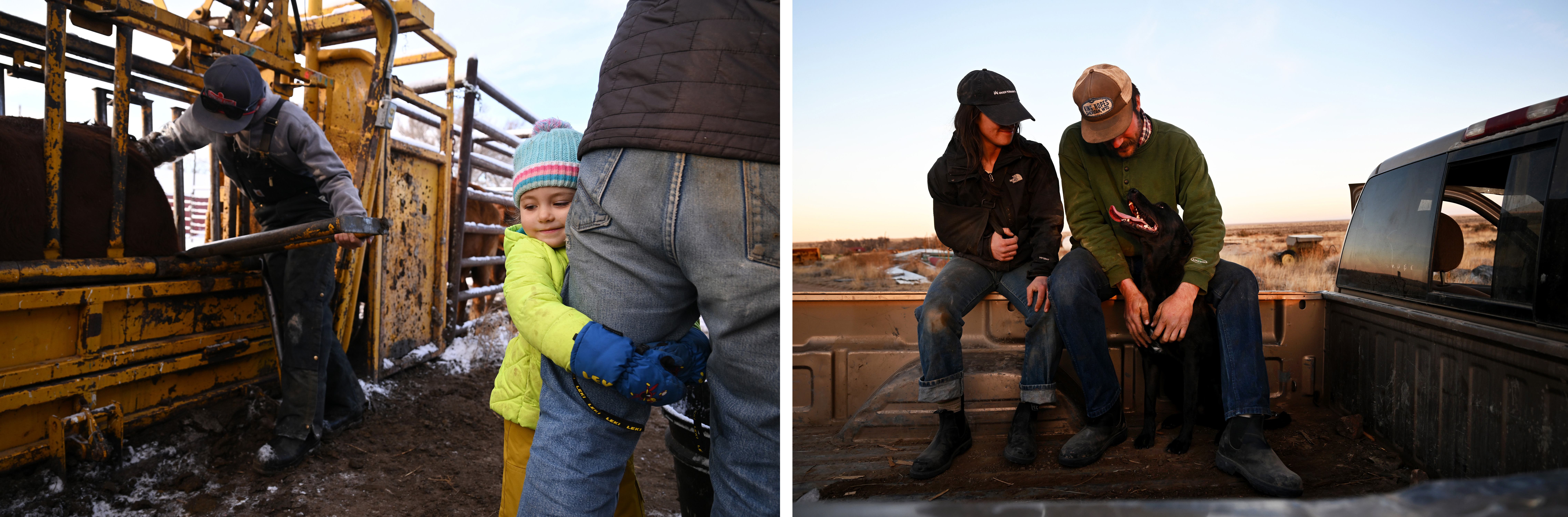 LEFT: Dean Phillips, 4, hugs the leg of her father Duke IV as managing apprentice Brandon Sickel, left, does a pregnancy check on a cow at Chico Basin Ranch on Jan. 5, 2024. RIGHT: Apprentices Ruby Dunbar left, and Dylan Taylor, right, sit with Taylor's dog Roxie after finishing unloading large wooden pallets from their truck at Chico Basin Ranch on Feb. 1, 2024. (Photos by Helen H. Richardson/The Denver Post)