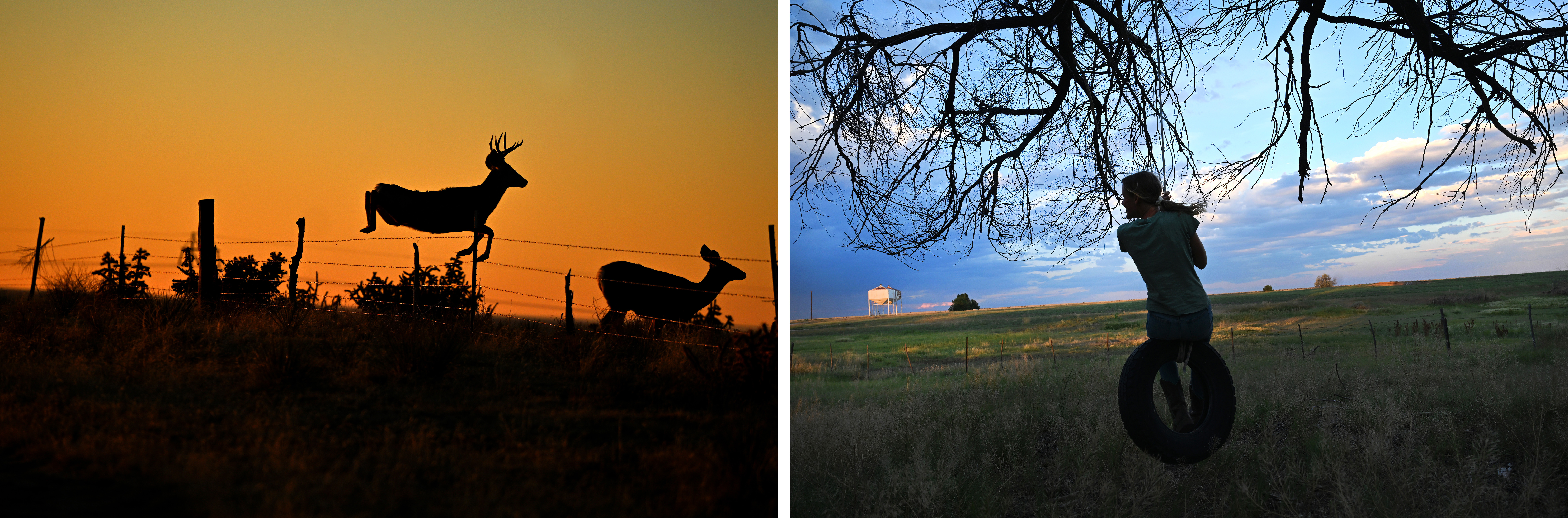 LEFT: Mule deer jump over barbed wire fences as the sun rises early in the morning on the Chico Basin Ranch on Dec. 5, 2024. RIGHT: Cala Woodcock swings on an old tire hanging from a cottonwood tree outside of headquarters at Chico Basin Ranch on June 26, 2024. (Photoa by Helen H. Richardson/The Denver Post)