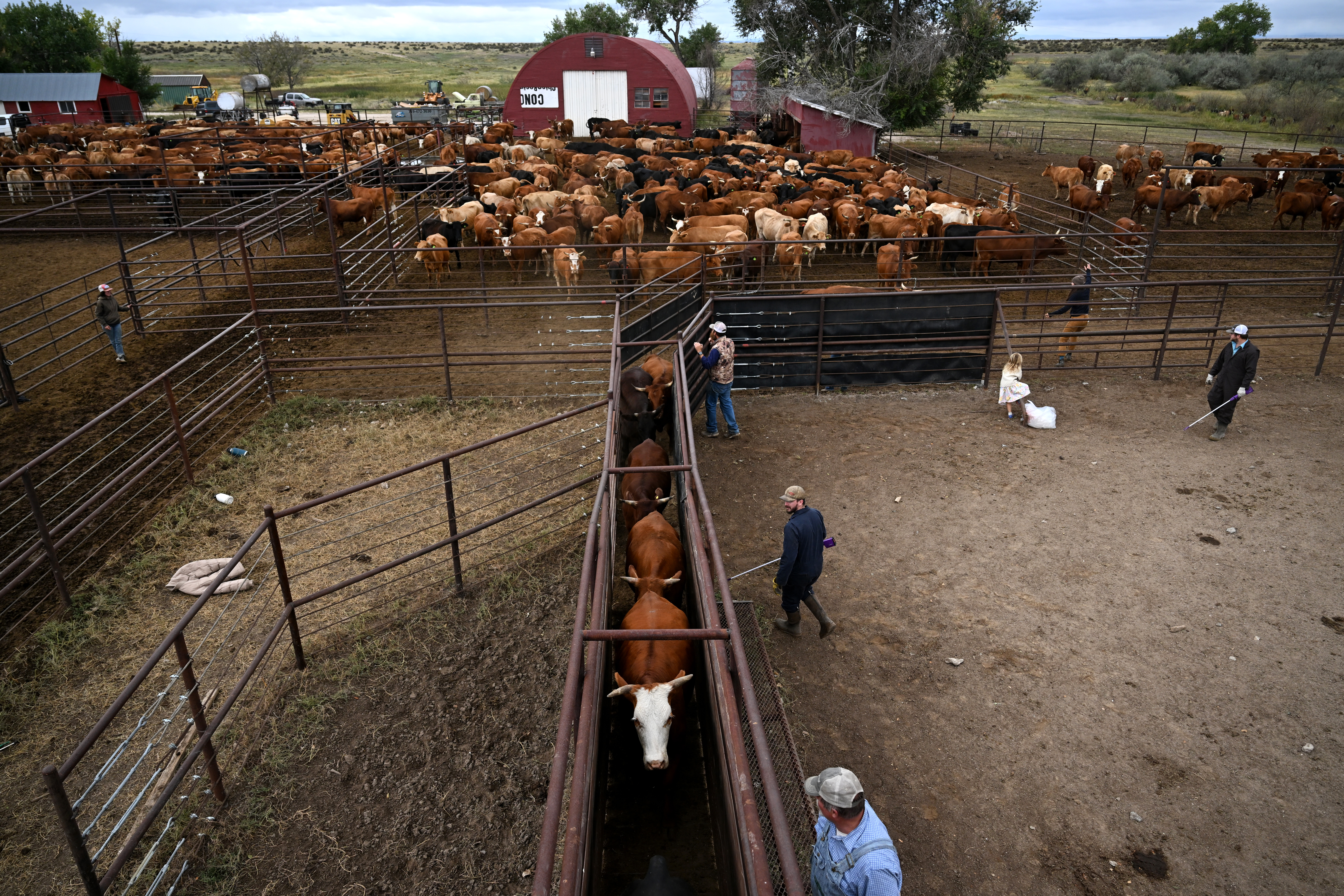 Duke Phillips IV, center, works with truck drivers to load cattle onto semi-trucks, moving cattle off the ranch at Chico Basin Ranch on Sept. 21, 2024. The cattle the family was able to keep were moved to Wyoming and Montana. (Photo by Helen H. Richardson/The Denver Post)