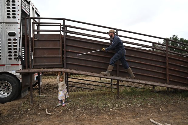 Trucker Jeremy Woods uses a cattle prod to move cattle through chutes onto his truck while Dean Phillips, 4, plays underneath the ramp at Chico Basin Ranch on Sept. 21, 2024. (Photo by Helen H. Richardson/The Denver Post)