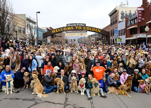 Pups and people pose for a photo during one of several group photo opportunities at the annual Goldens in Golden event in downtown Golden, Colorado, Saturday, Feb. 8, 2025. Thousands of humans and their Golden Retrievers, along with other breeds, descended on Washington Avenue to enjoy pup cups, pet vendors, several group photo opportunities, before and after parties, and many other activities. (Photo by Andy Cross/The Denver Post)