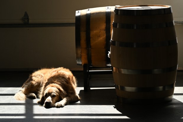 Distillery dog Ludo, a golden retriever, lies in the sunshine next to oak barrels with aging whiskey at Ironton Distillery in Denver on April 2, 2025. (Photo by Helen H. Richardson/The Denver Post)